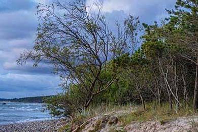 猫脱毛很厉害怎么办